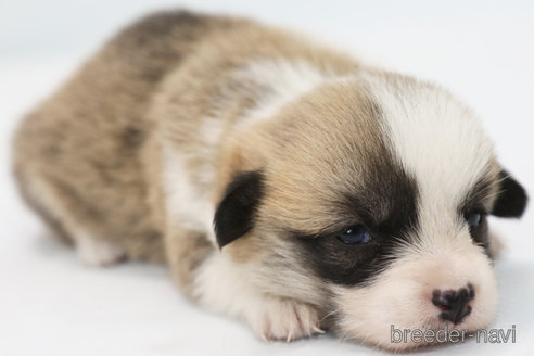 成約済の神奈川県のウェルシュコーギーペンブローク-308947の5枚目